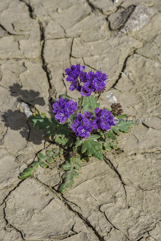 紫檀(Phacelia crenulata)是紫檀科琉璃苣科的一种开花植物。常称有圆齿月牙、锯齿叶天蝎草、锯齿叶月牙、裂叶野天蓼、天蓼月牙，产于死亡谷